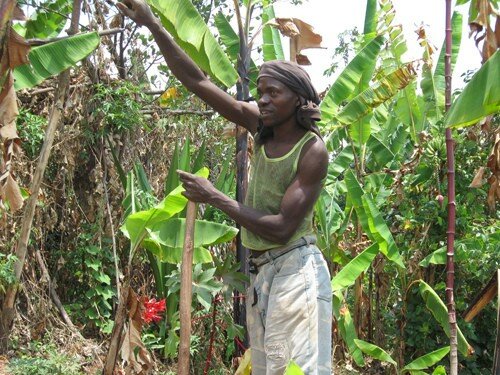 Rwanda hosts conference to discuss ICT agriculture