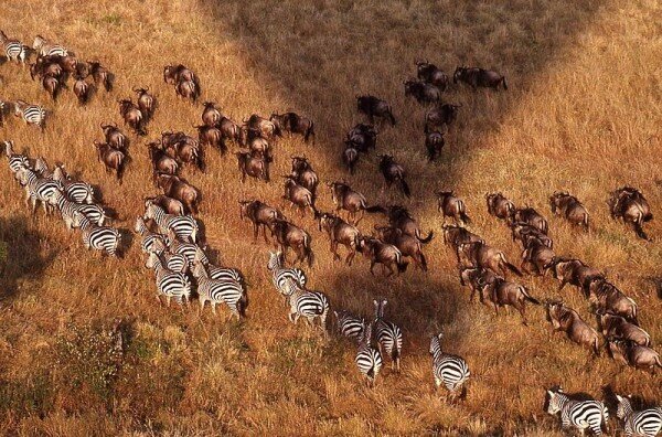 Equity Bank’s Masai Mara park fee dispute could cost county $2.9m