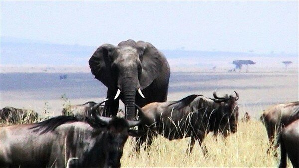 Narok County appoints new Masai Mara e-ticketing provider