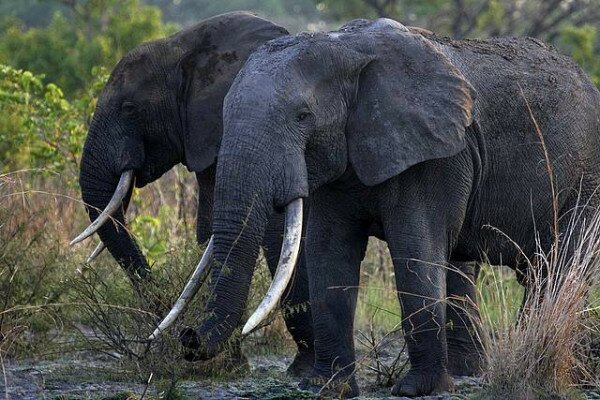 Kenya poachers to be named and shamed online