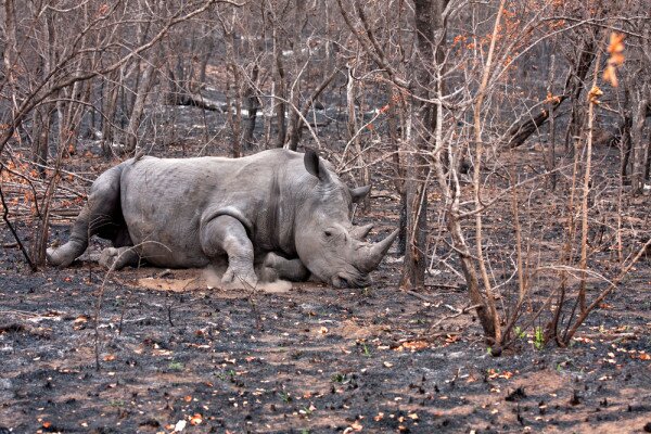 Satellite to curb poaching in Kenya