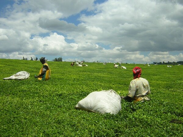 Kenyan tea industry launches online portal