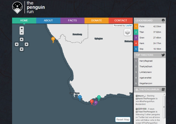 African penguins tracked by satellite