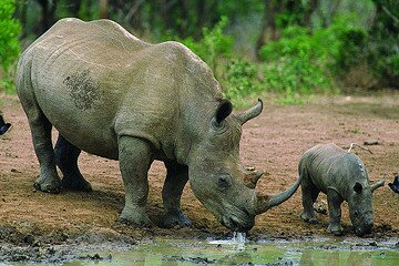 WWF to use microchips to protect Kenyan rhinos