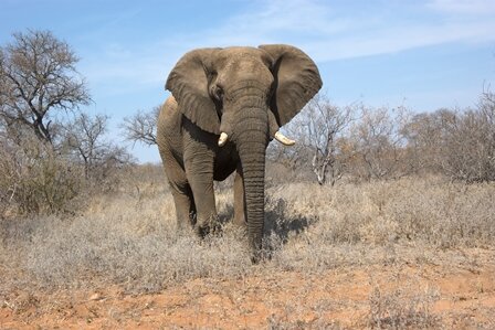 Google Earth protects Kenyan elephants