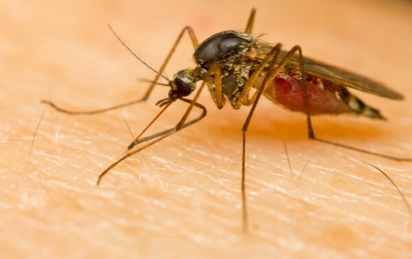 Anti-mosquito app wins Kenyan Technovation Challenge