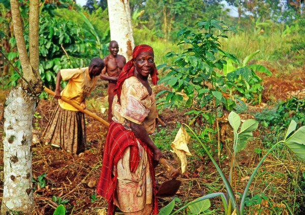 Kilimo fasta app plugs information gap for Tanzanian farmers