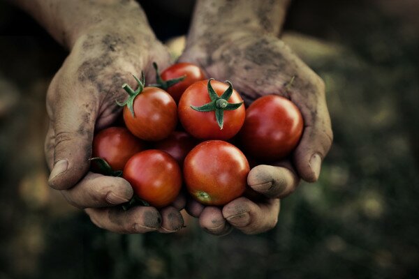 CocoaLink launched in Ghana to improve information access for farmers